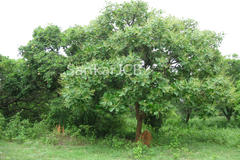 Semecarpus anacardium